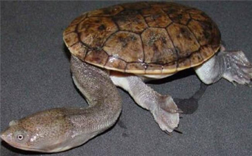 长身蛇颈龟