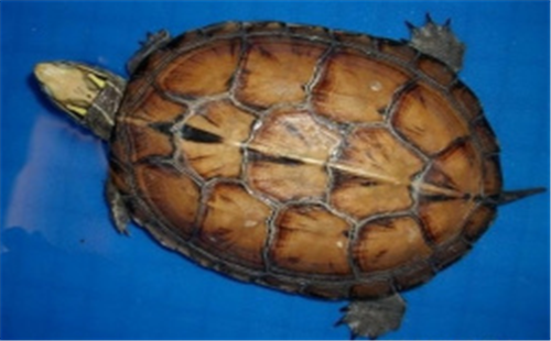 拟眼斑水龟