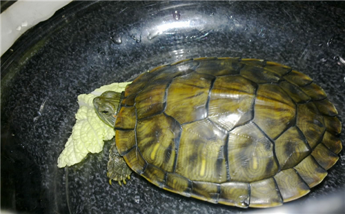 斑彩龟