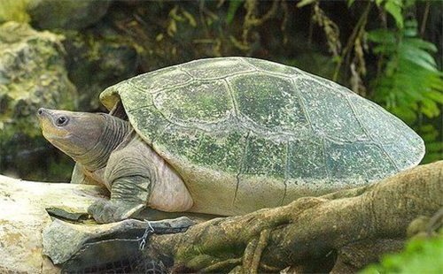 西瓜龟