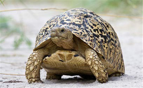 豹斑象龟