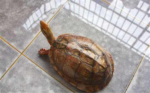 艾氏拟水龟