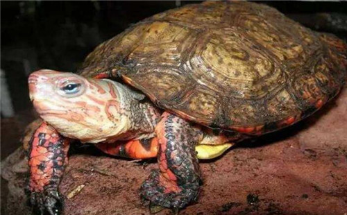 洪都拉斯木纹龟