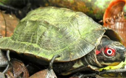 蔗林龟